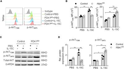 Full Activation of Kinase Protein Kinase B by Phosphoinositide-Dependent Protein Kinase-1 and Mammalian Target of Rapamycin Complex 2 Is Required for Early Natural Killer Cell Development and Survival
